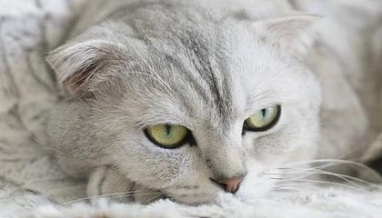 九游中国官网-高尔夫大师赛：中国球手首次跻身周末轮，高尔夫中国业余公开赛